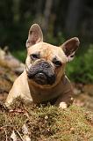 BOULEDOGUE FRANCAIS 376